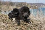 DOGUE DU TIBET 167